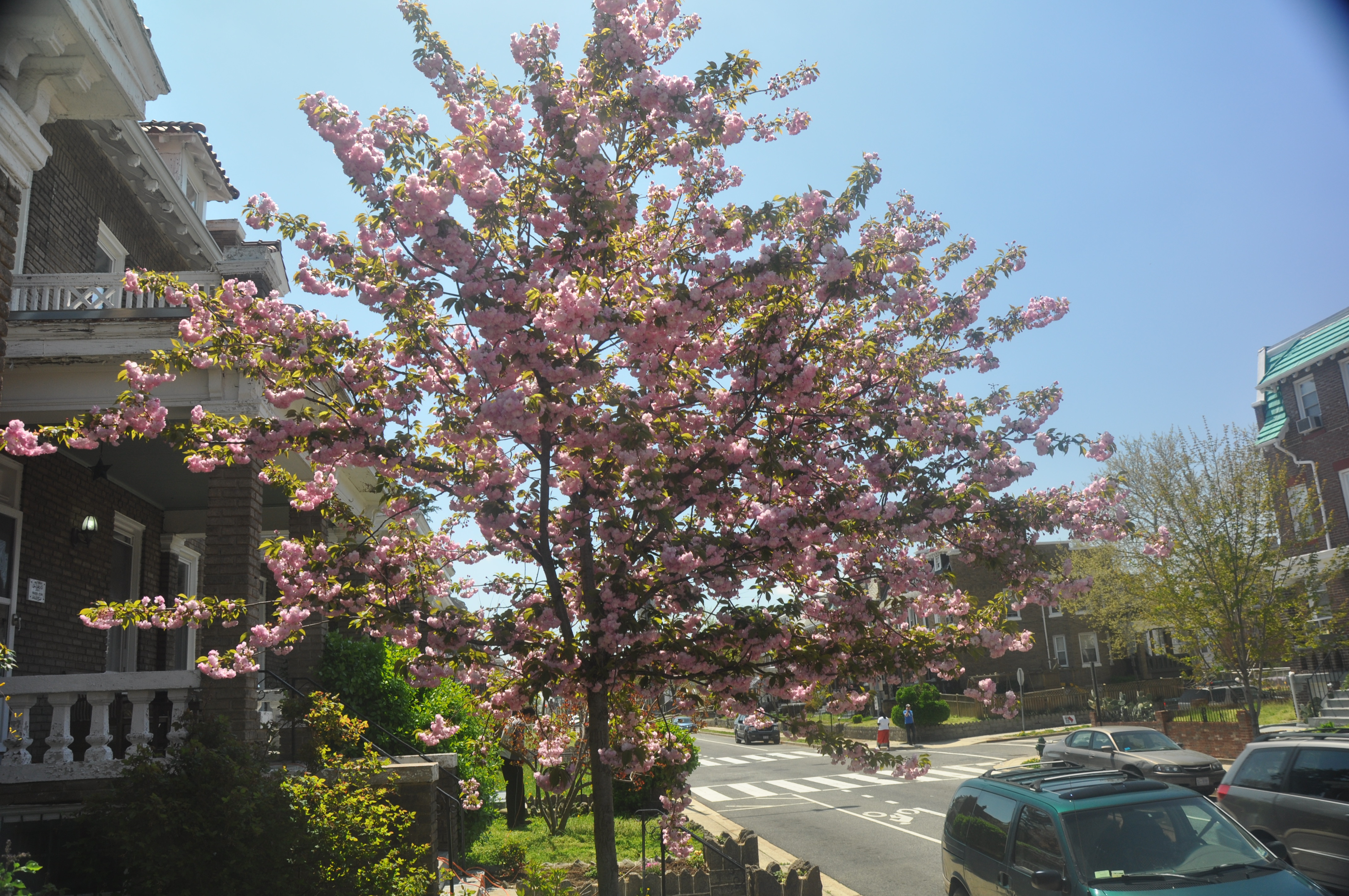 Kwanzan Cherry Tree 2011 03.jpg